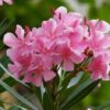 Arali Plant “Nerium oleander" - Image 2