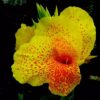 Canna indica - Image 2