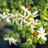 Parijatham “Gardenina jasminoides" - Image 2