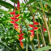 Heliconia - Image 2