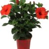 Hibiscus - Image 2