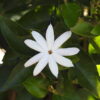 Pichi Malli “Jasminum Grandiflorum" - Image 2