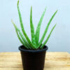 Aloe vera - Image 2