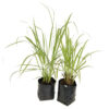 Lemon Grass - Image 2